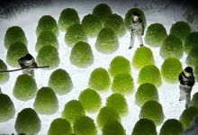 20个有趣的水果组合微型话剧