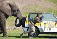 人类以外最聪明10大动物，乌鸦也能榜上有名