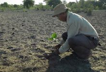 印度一岛民坚持种树35年，将550公顷荒岛变森林