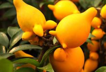 20种不常见但很好吃的怪异水果，非洲角瓜绝对是吃货的追求